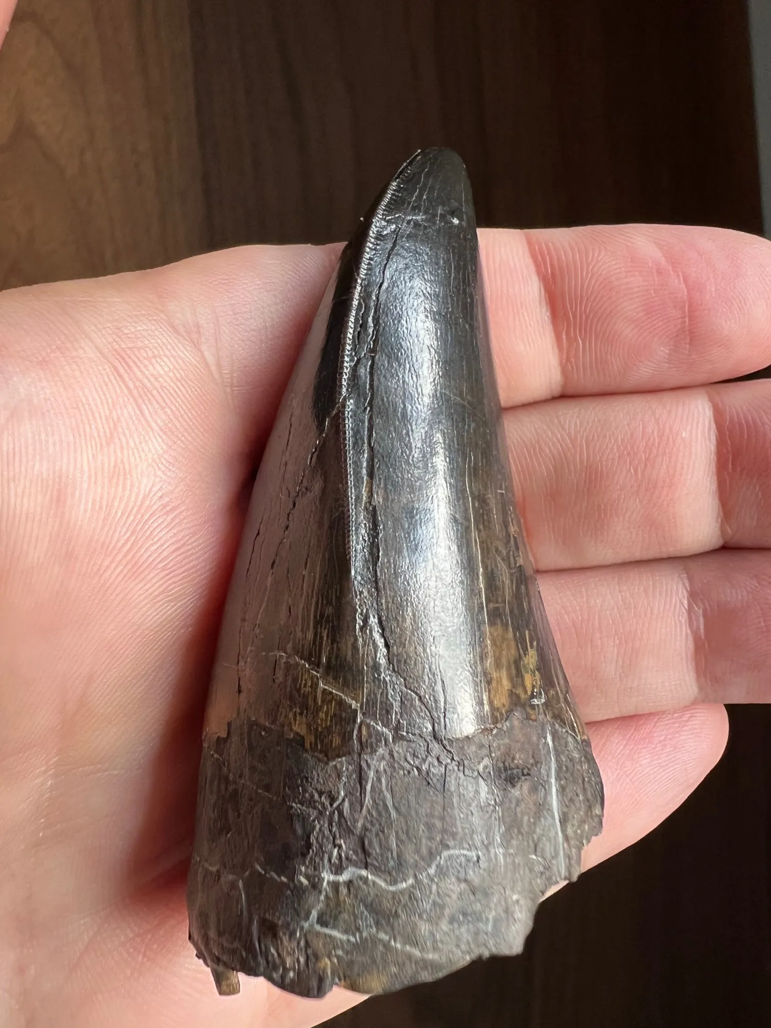 Beautiful Tyrannosaurus rex Tooth - 3.19"