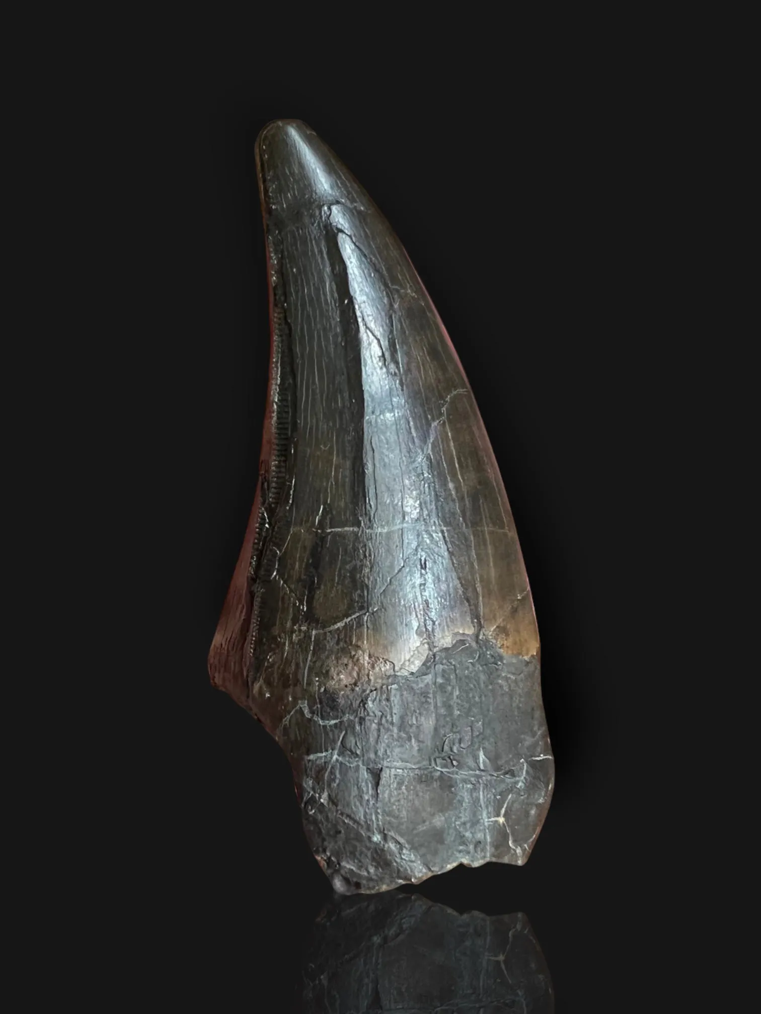 Beautiful Tyrannosaurus rex Tooth - 3.19"