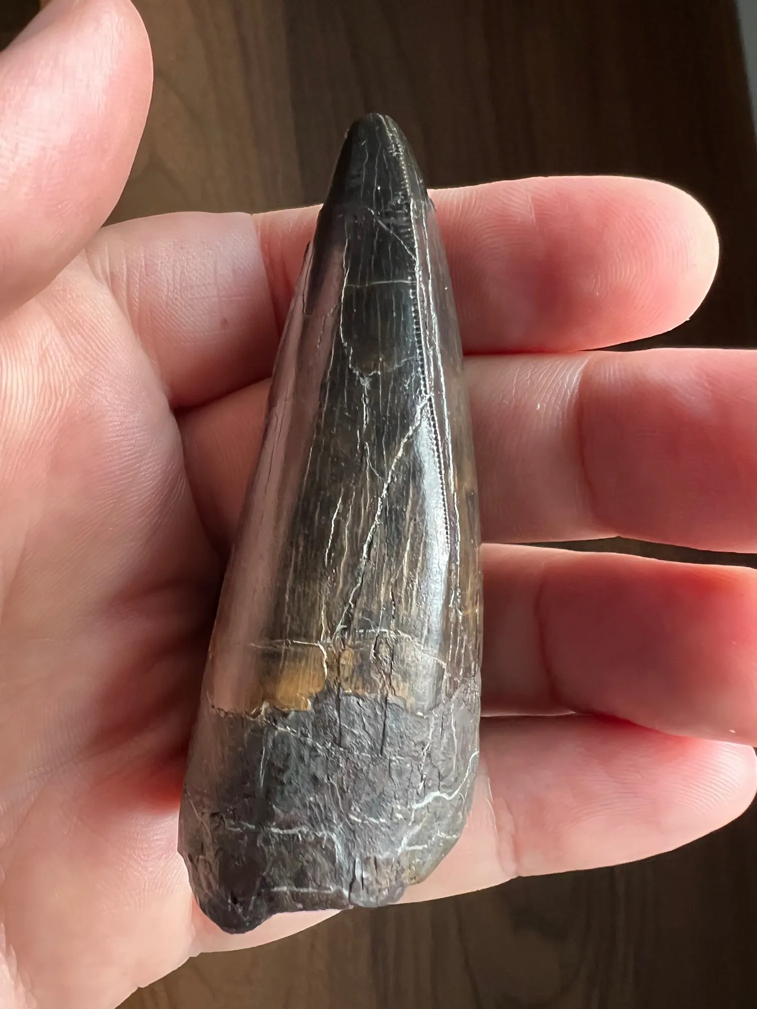 Beautiful Tyrannosaurus rex Tooth - 3.19"