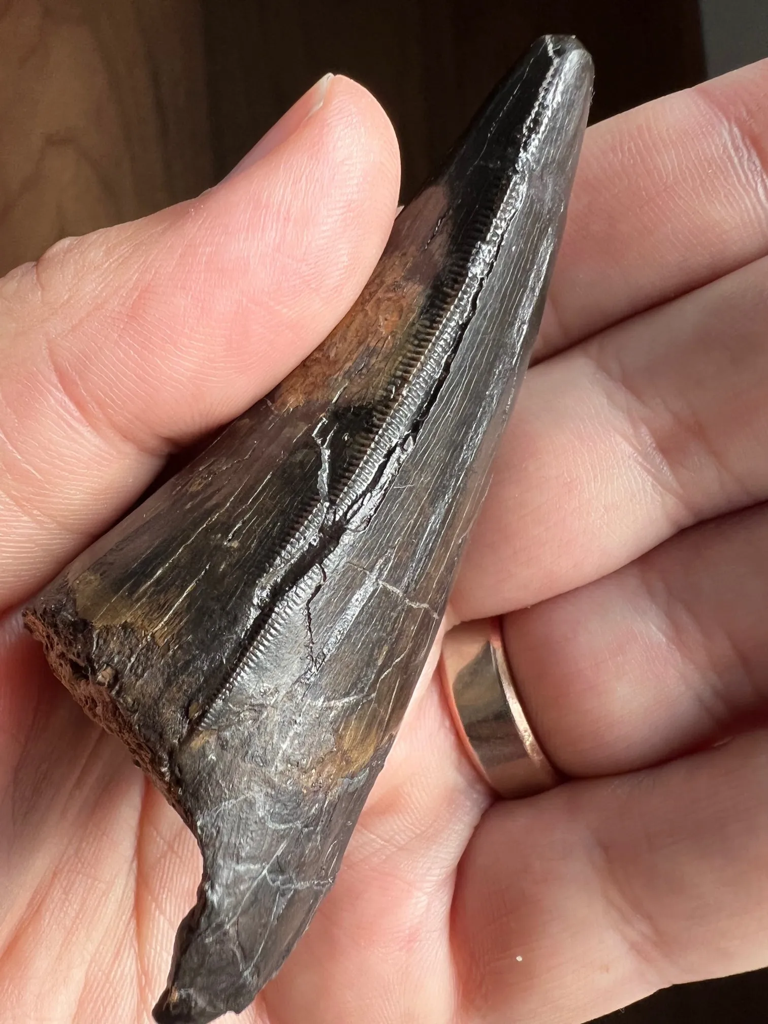 Beautiful Tyrannosaurus rex Tooth - 3.19"