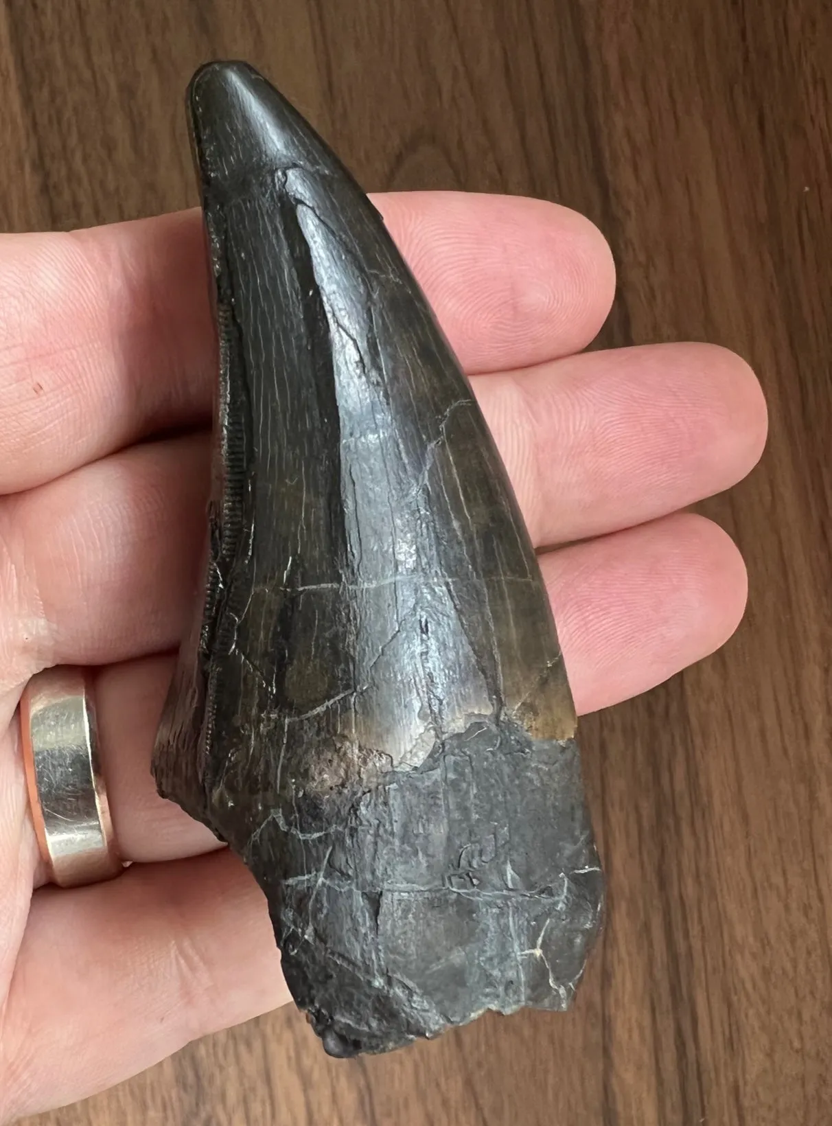 Beautiful Tyrannosaurus rex Tooth - 3.19"