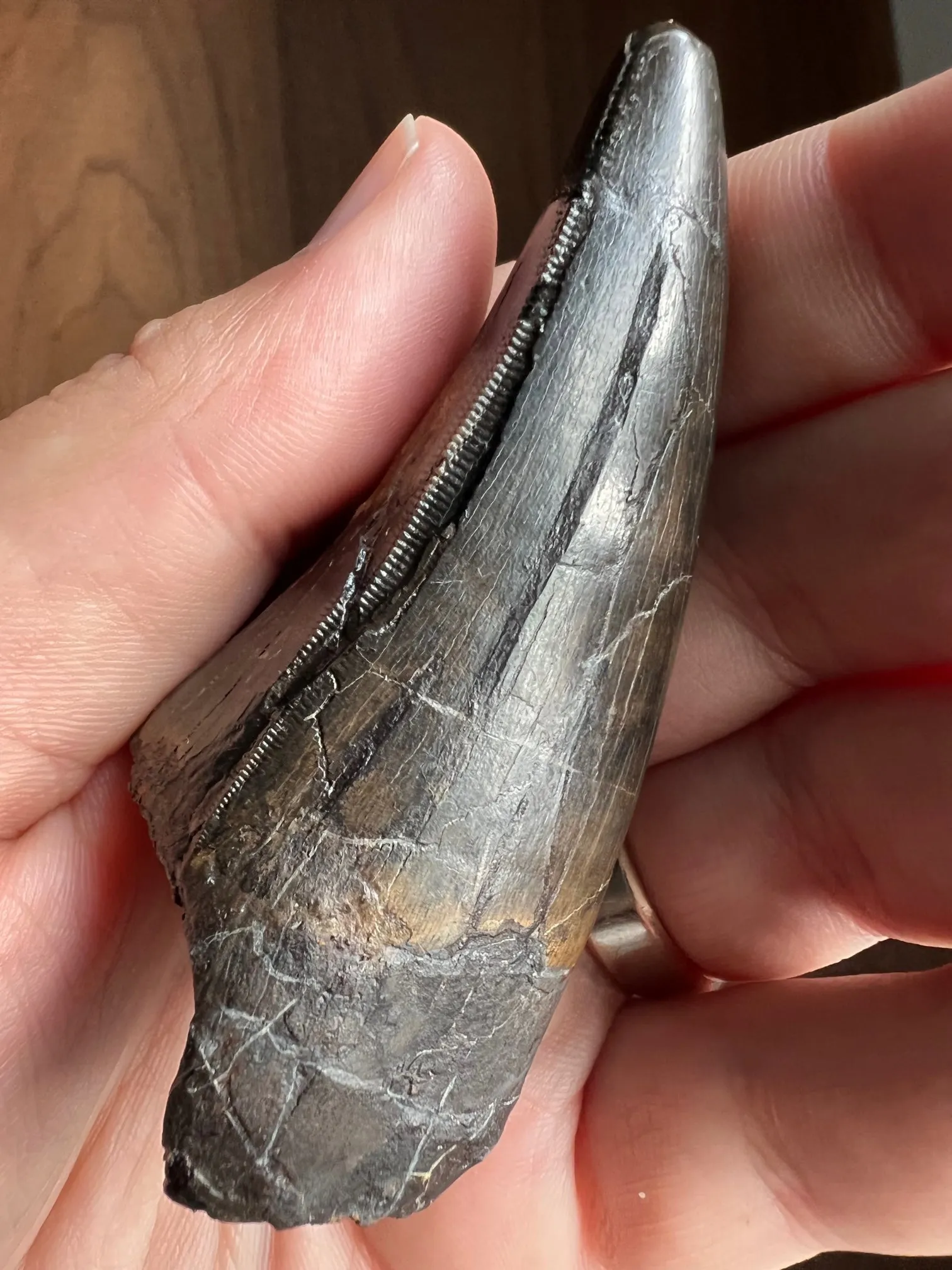 Beautiful Tyrannosaurus rex Tooth - 3.19"