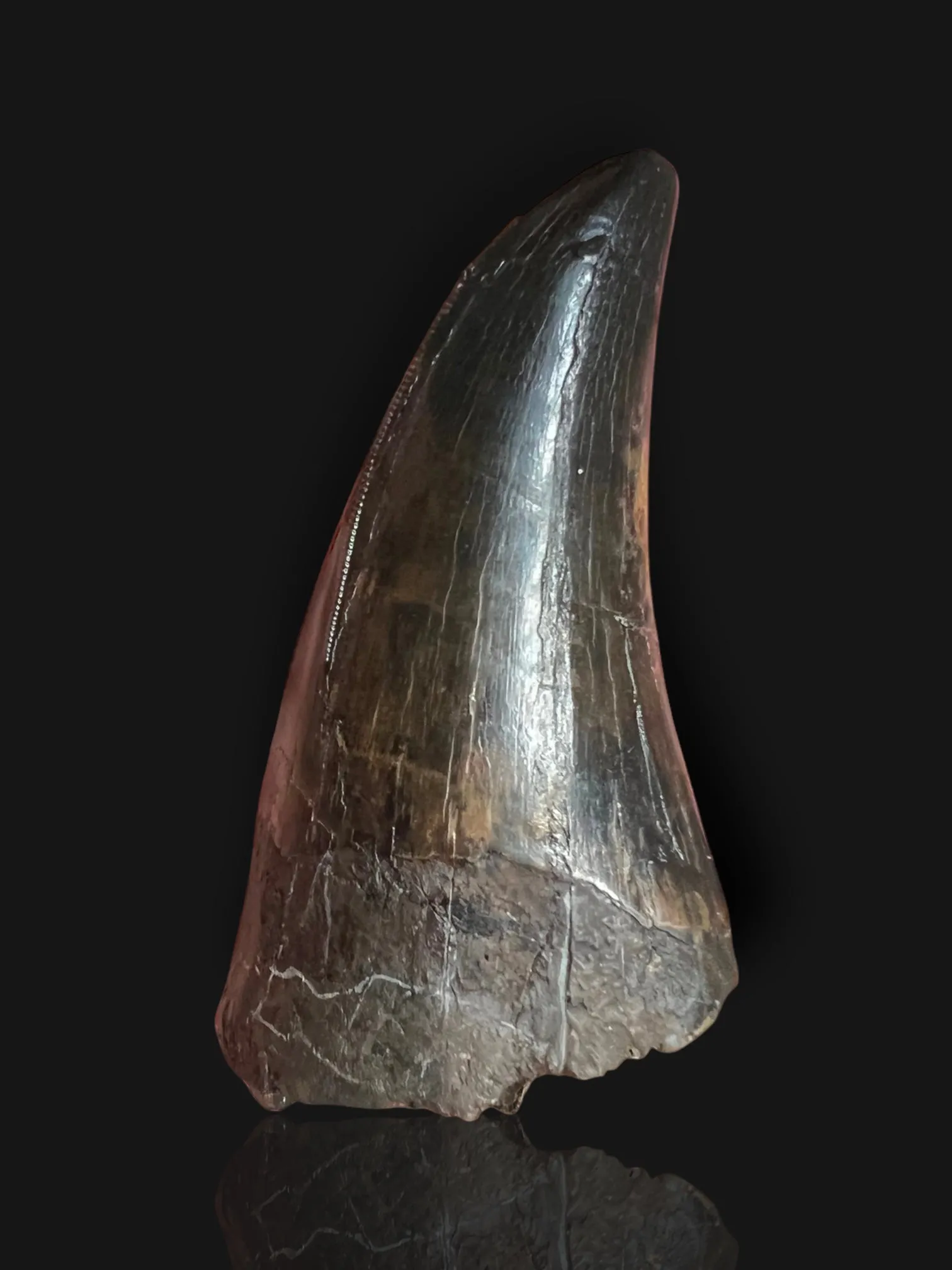 Beautiful Tyrannosaurus rex Tooth - 3.19"