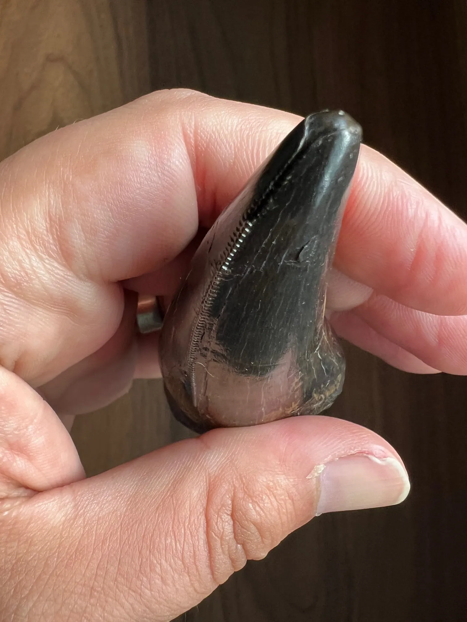 Beautiful Tyrannosaurus rex Tooth - 3.19"