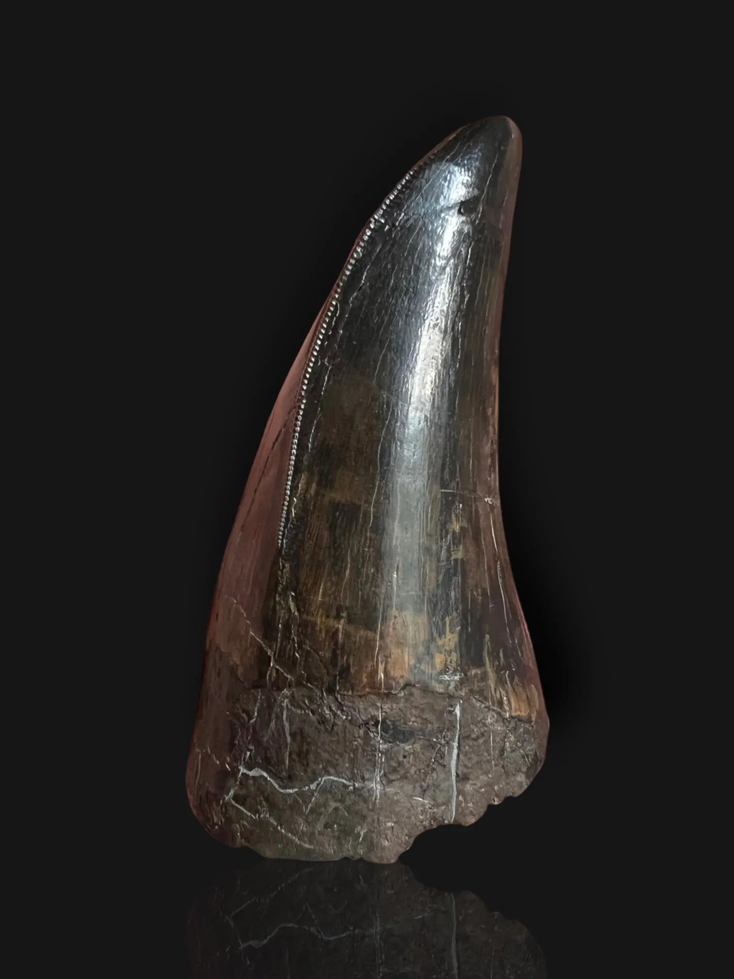 Beautiful Tyrannosaurus rex Tooth - 3.19"