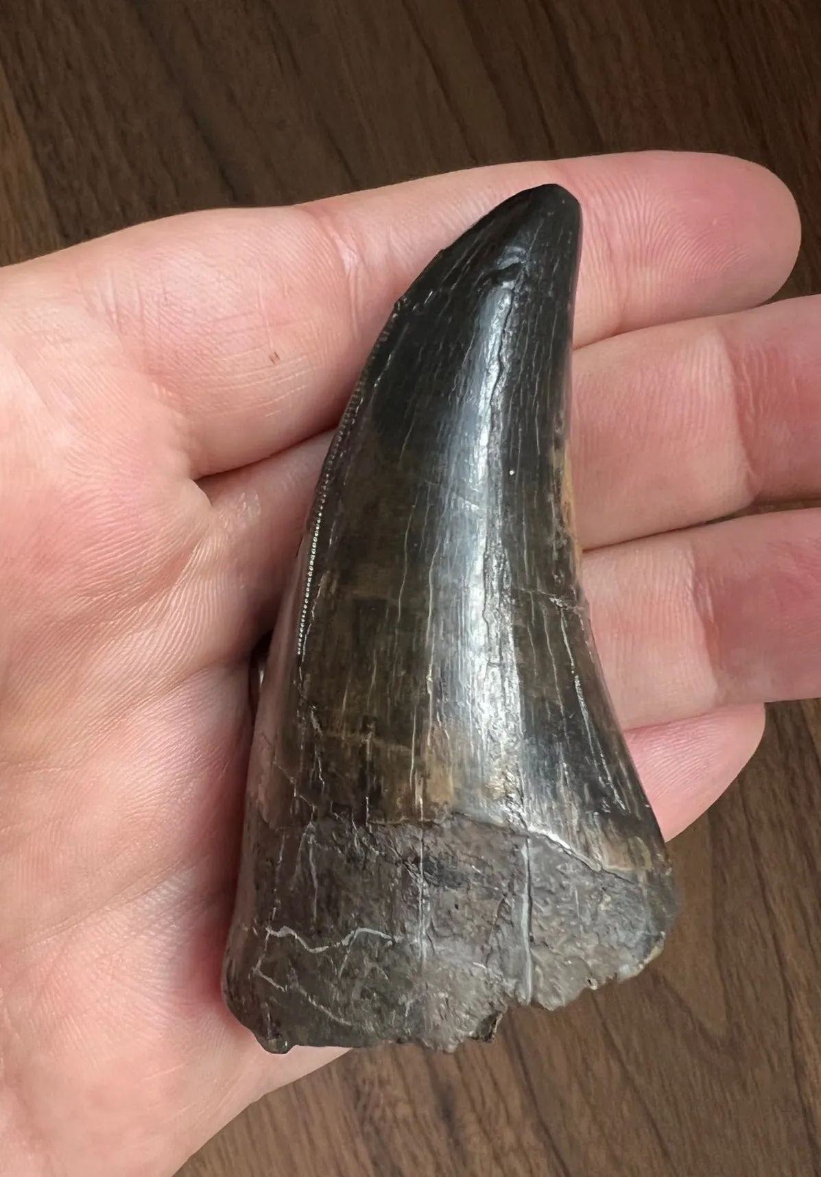 Beautiful Tyrannosaurus rex Tooth - 3.19"