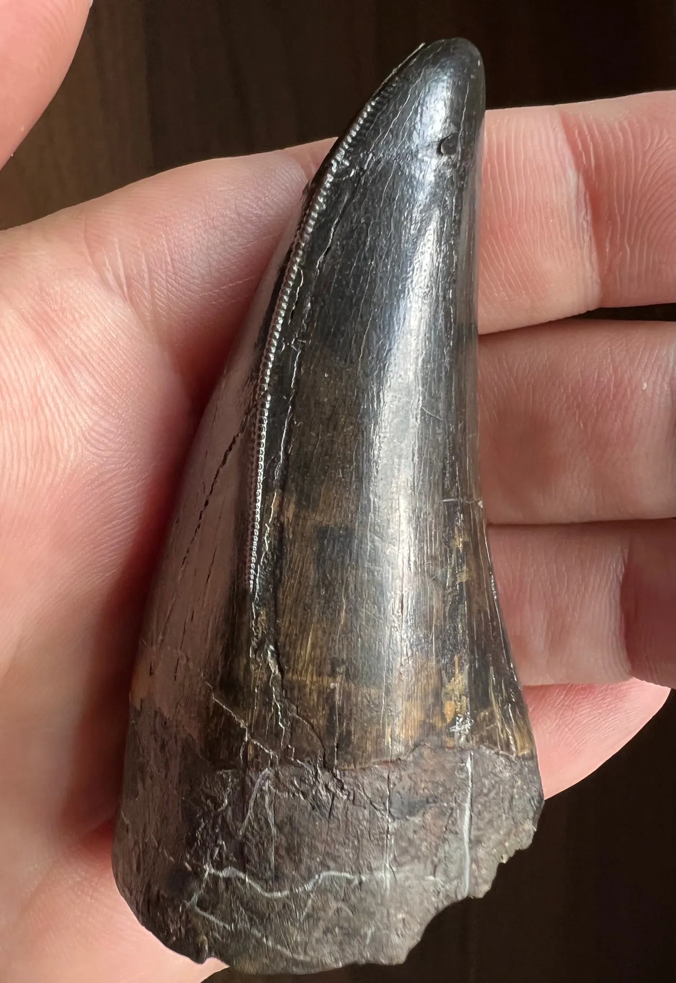 Beautiful Tyrannosaurus rex Tooth - 3.19"