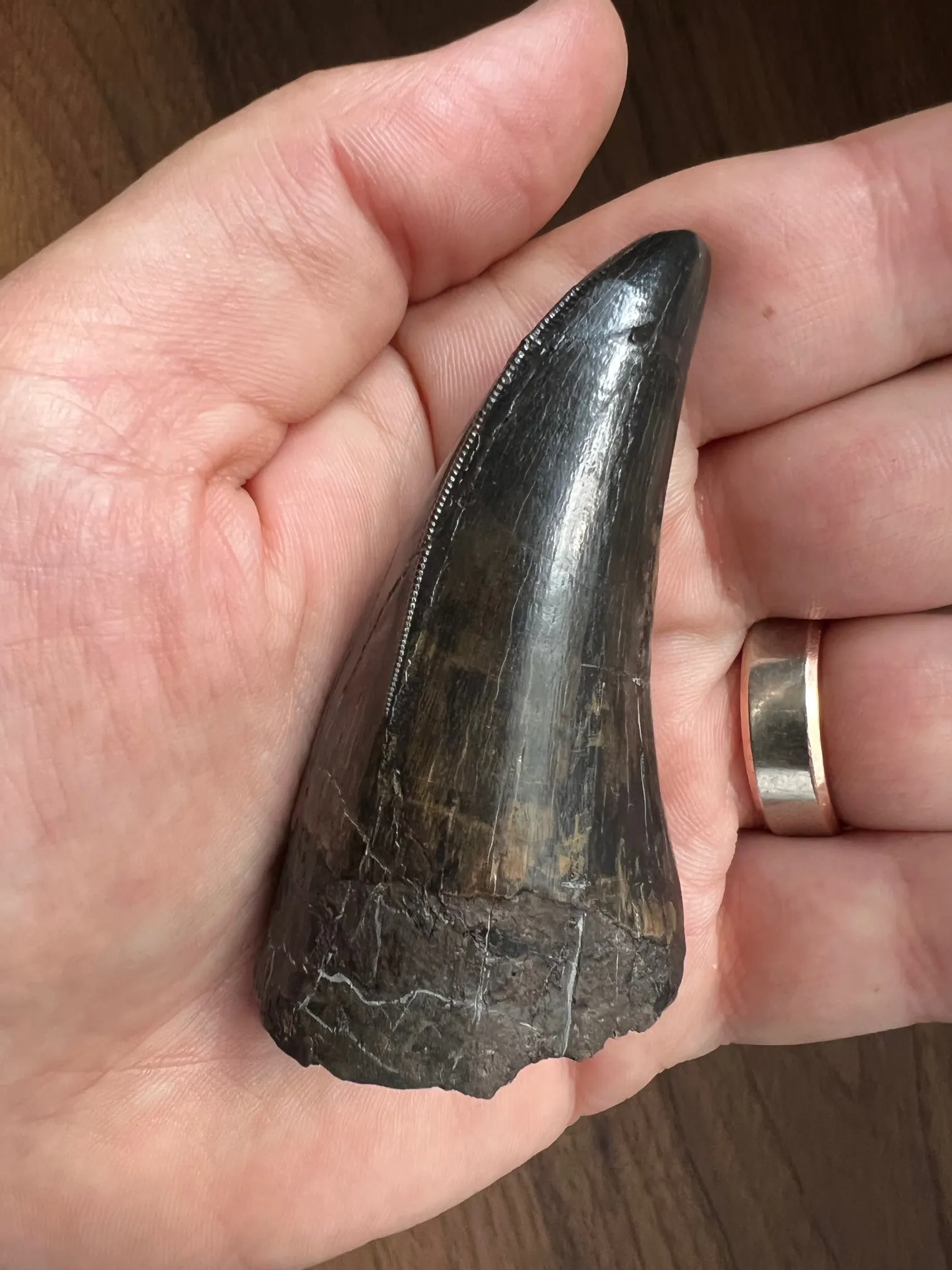 Beautiful Tyrannosaurus rex Tooth - 3.19"