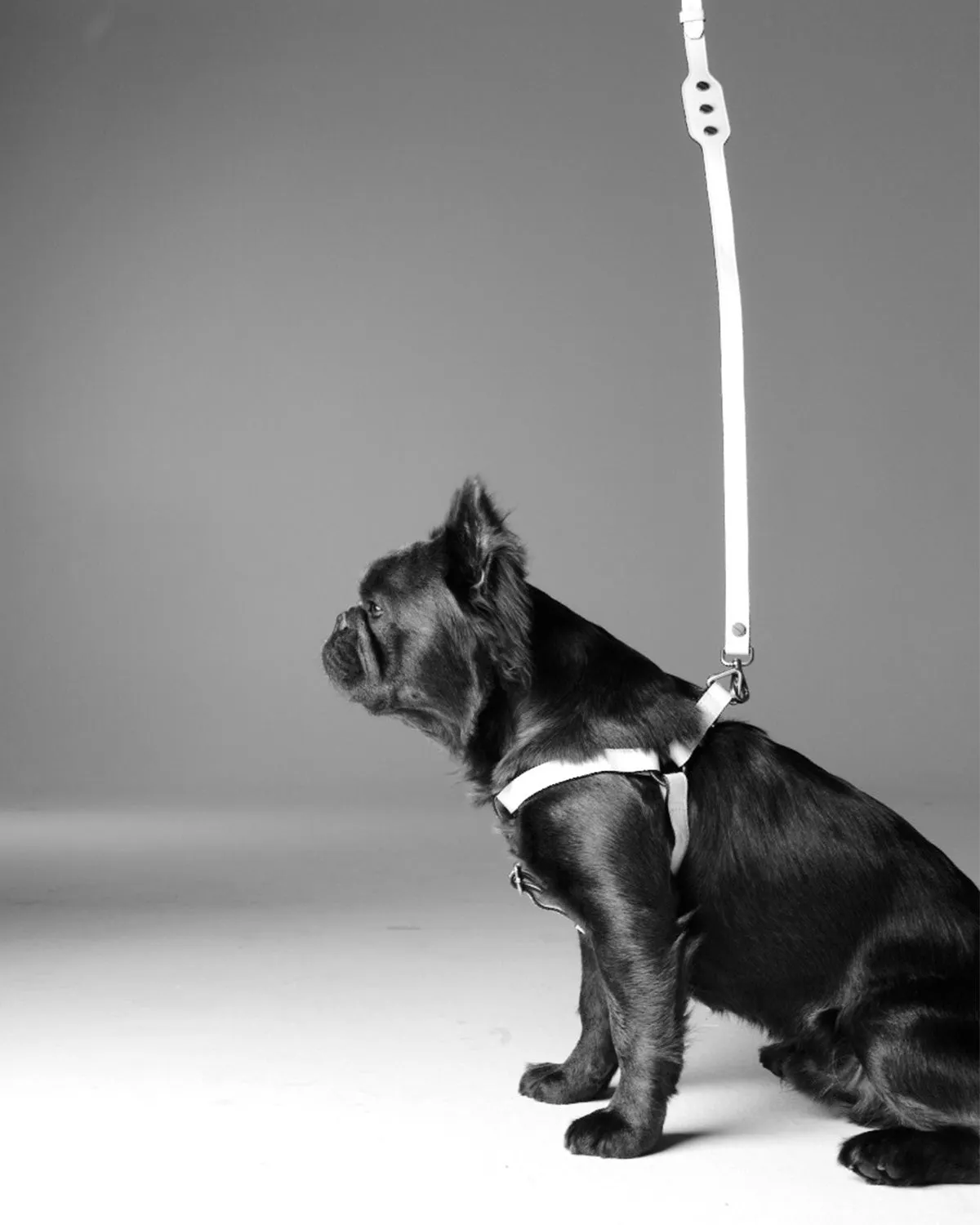 Classique Harnais Pour Chien
