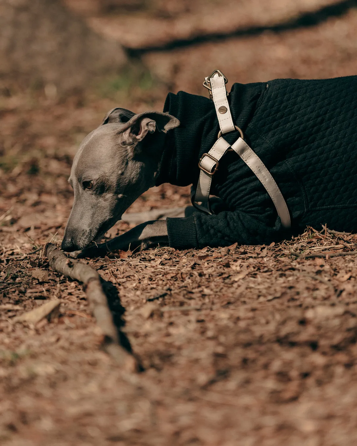 Classique Harnais Pour Chien