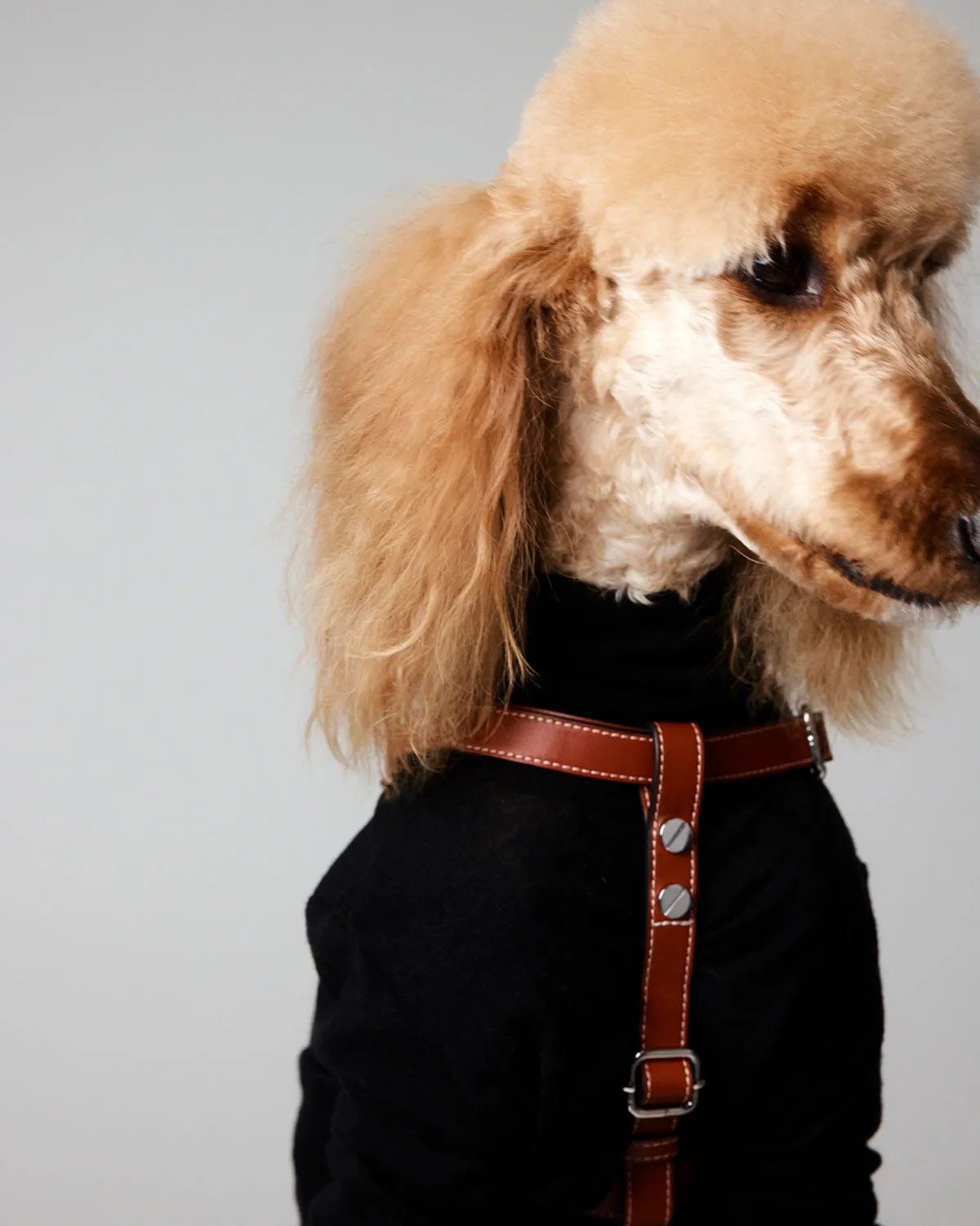 Classique Harnais Pour Chien