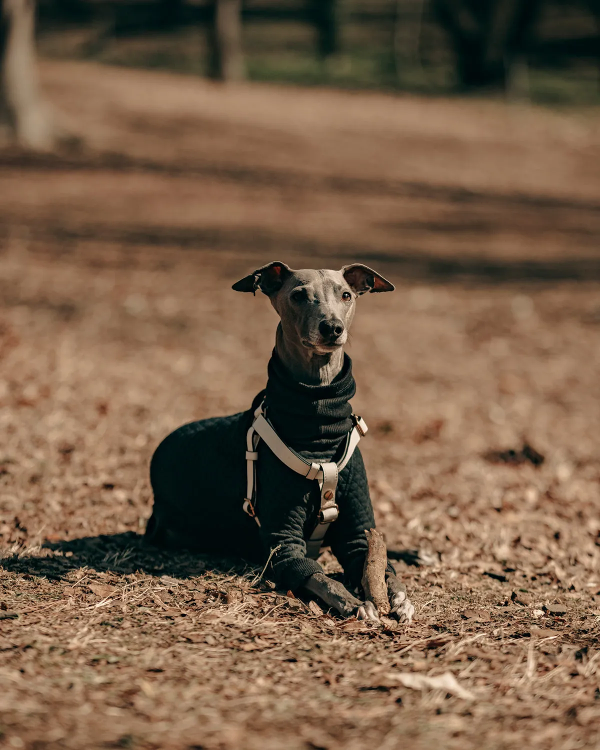 Classique Harnais Pour Chien