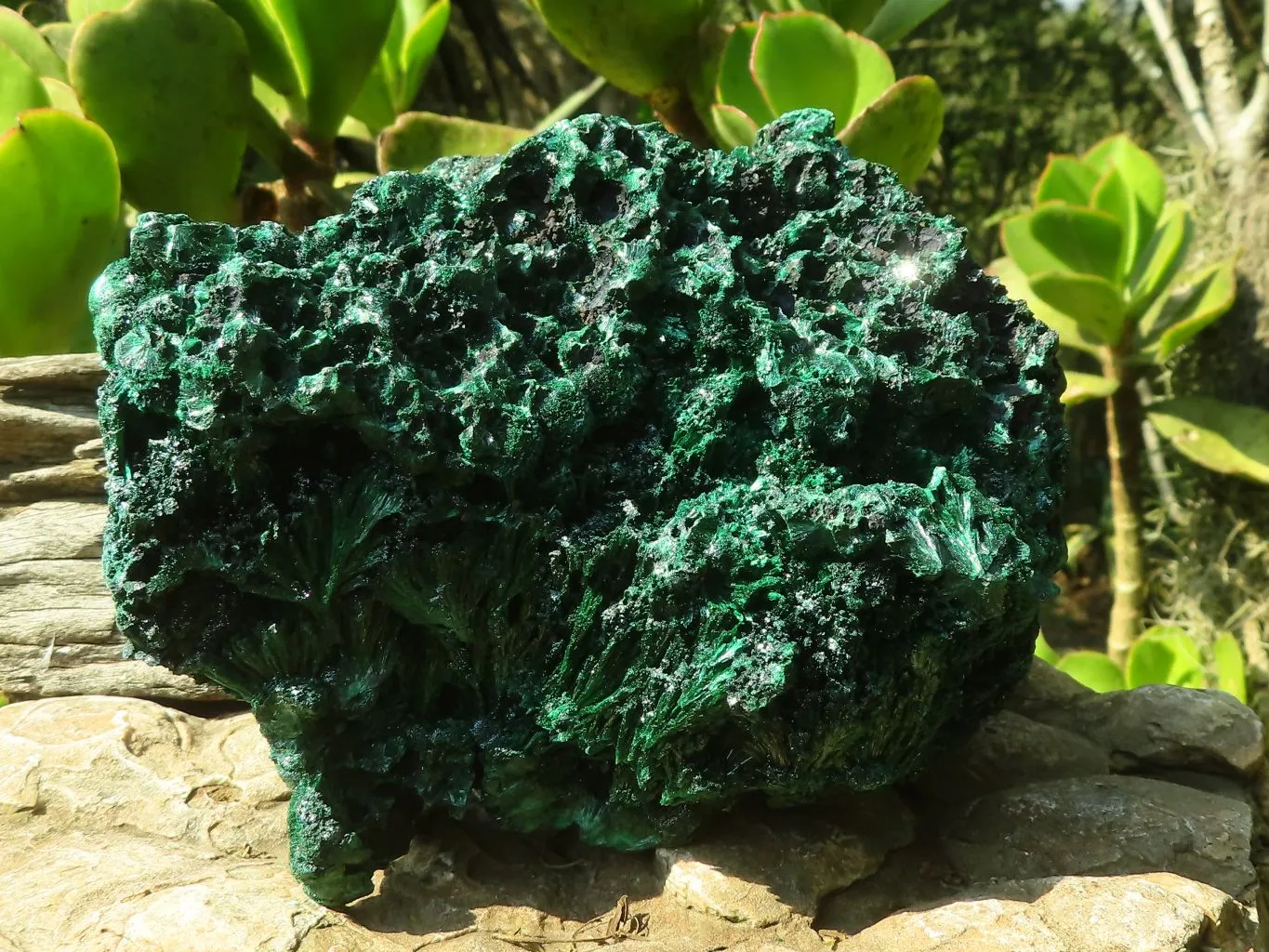 Natural Chatoyant Silky Malachite Specimen  x 1 From Congo
