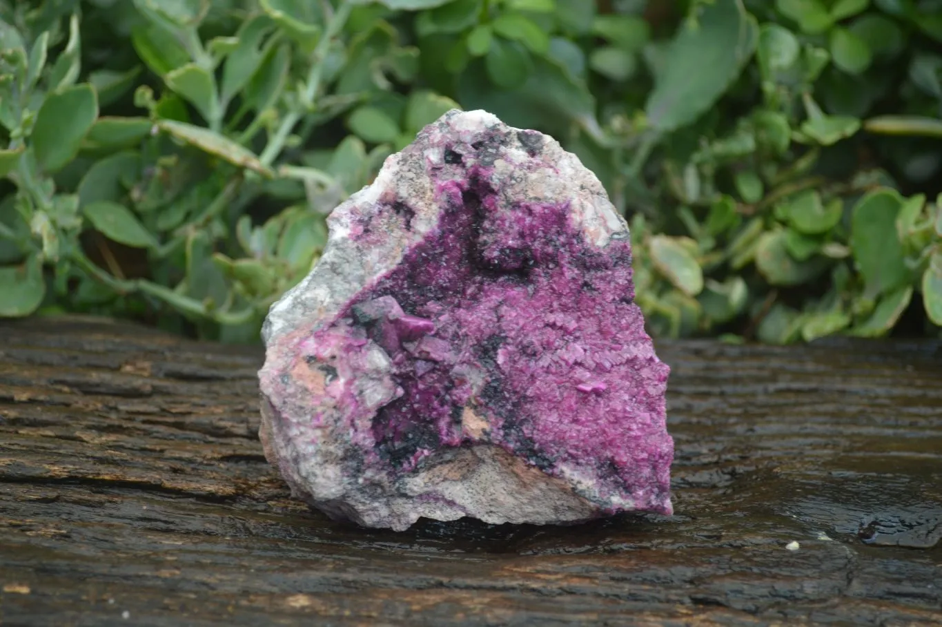 Natural Salrose Cobaltion Dolomite Specimens x 1 From Kakanda, Congo