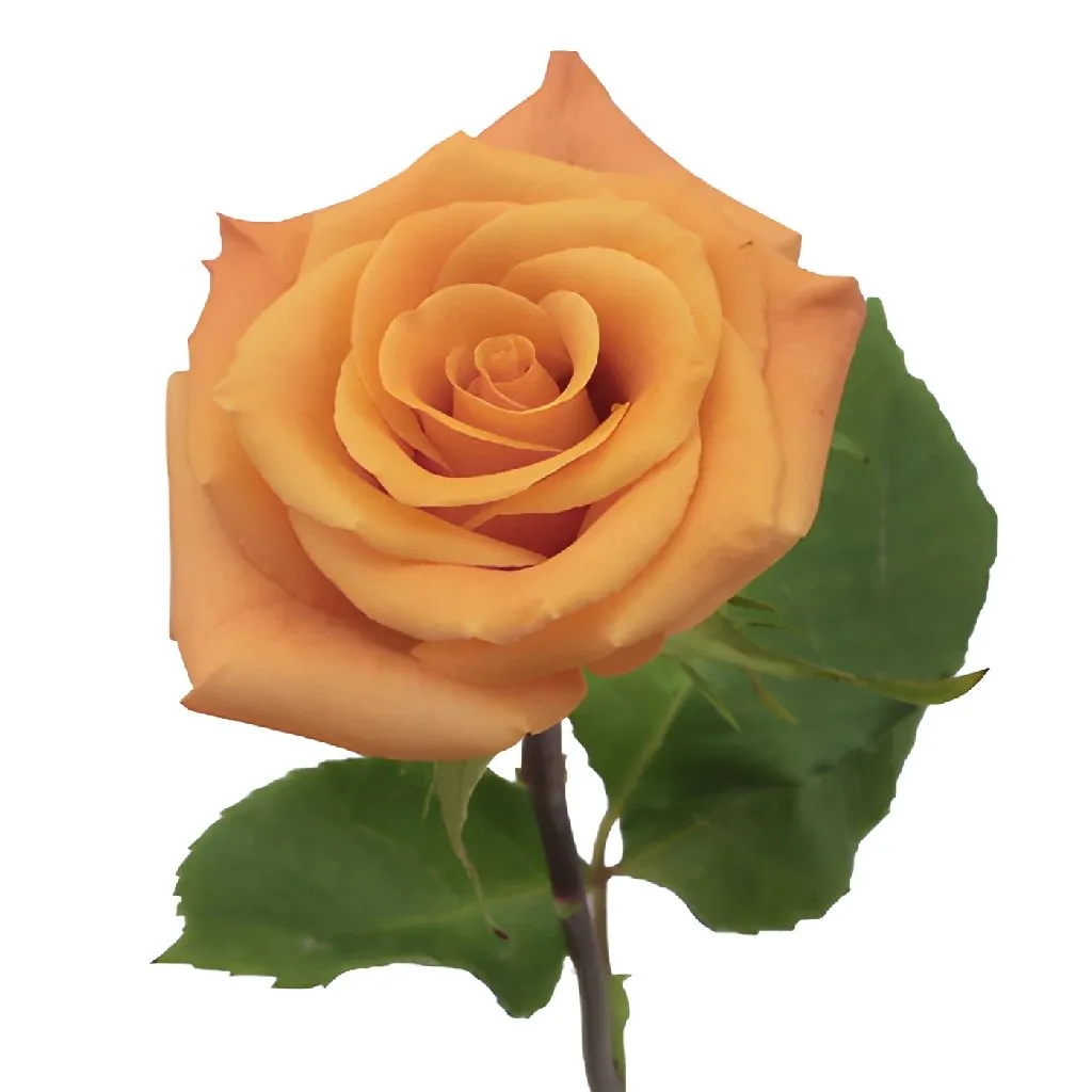 Orange Unique Orange Rose
