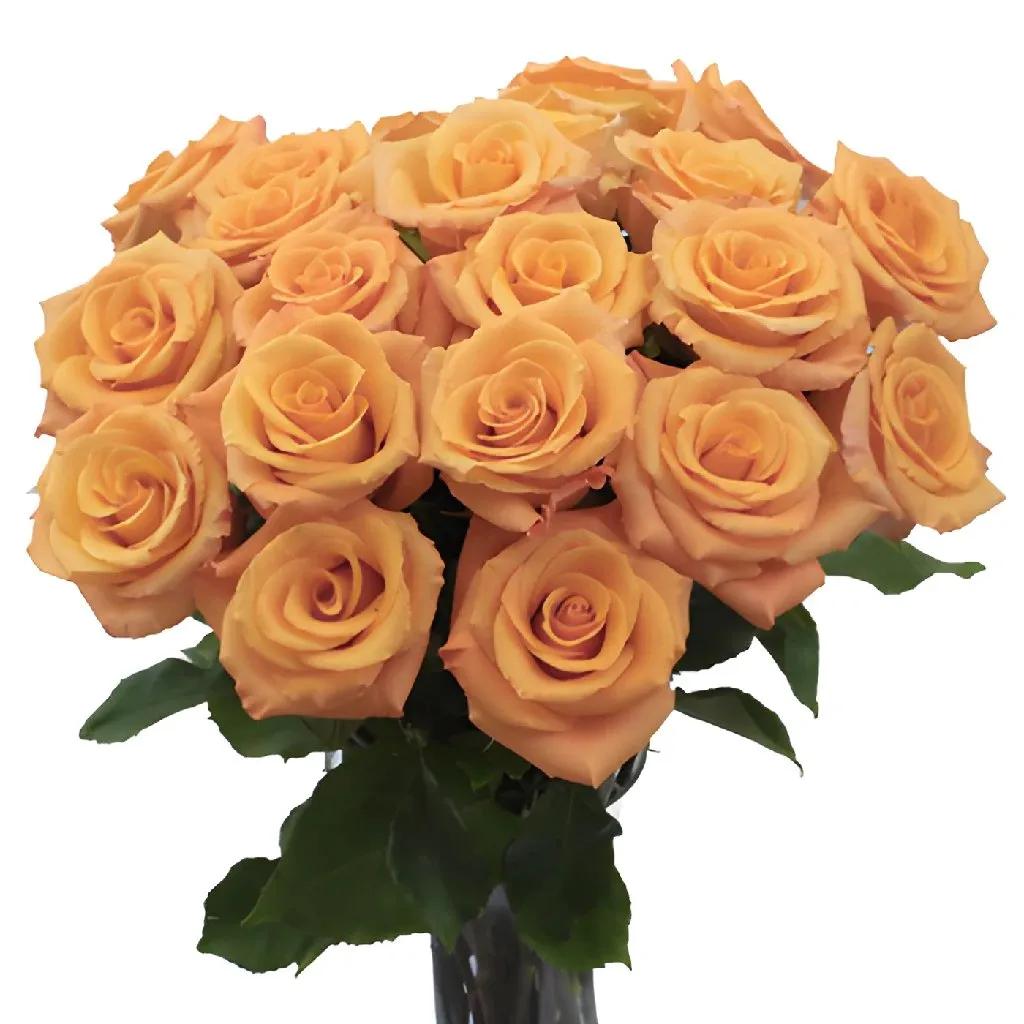 Orange Unique Orange Rose