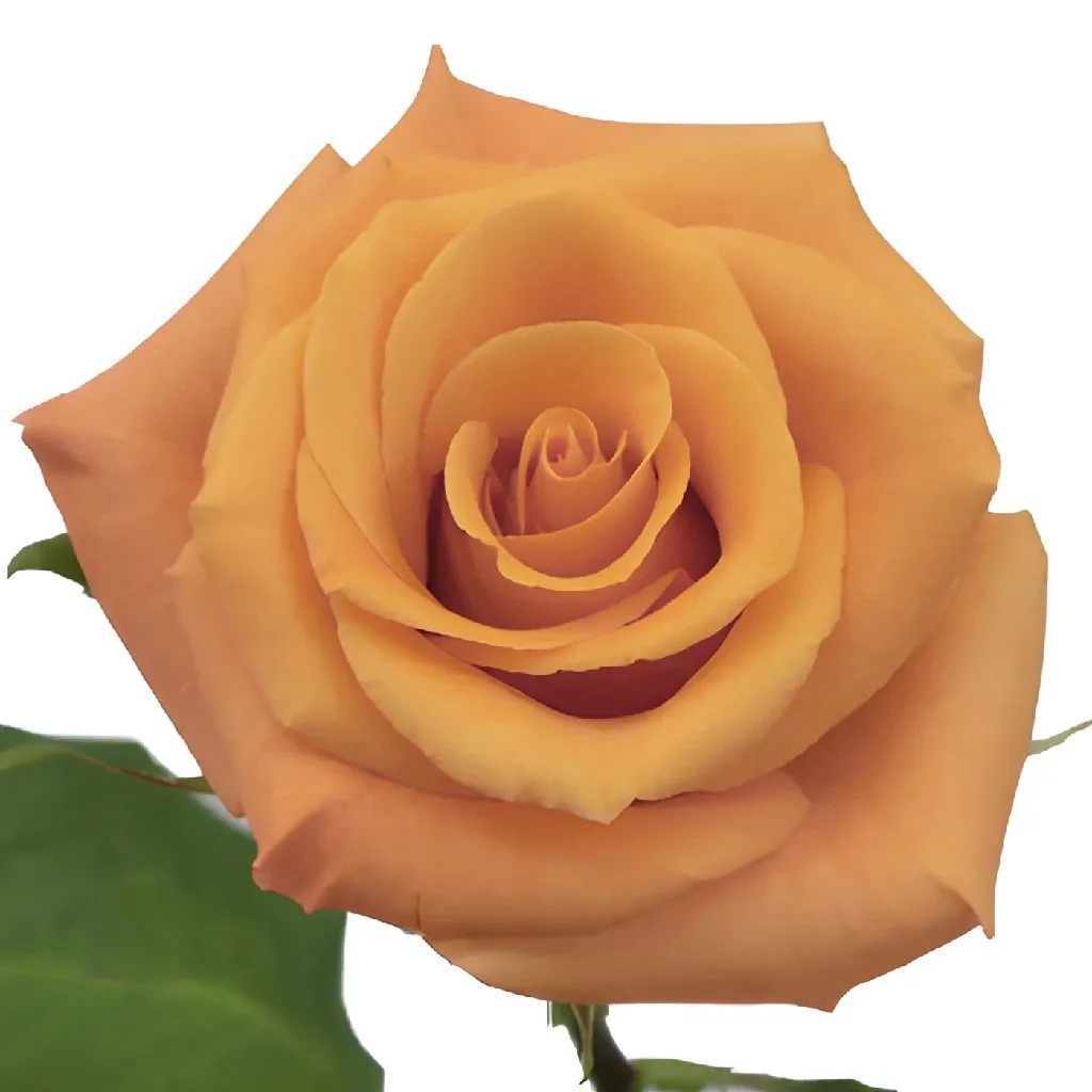 Orange Unique Orange Rose