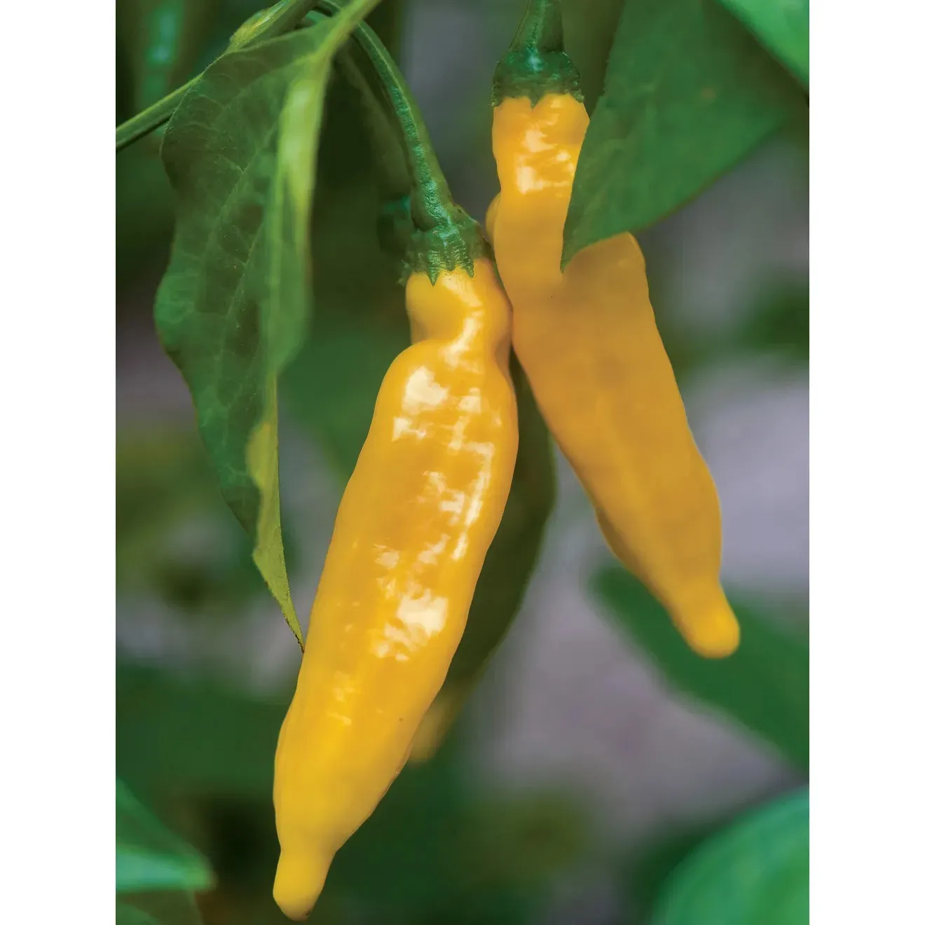 Pepper, Hot Lemon Seed Pack 62842