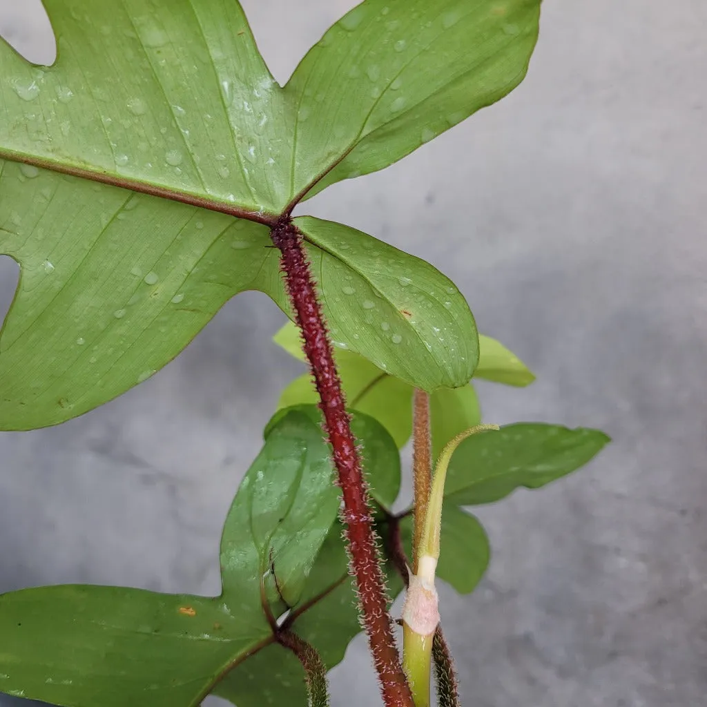 Philodendron squamiferum - 4"