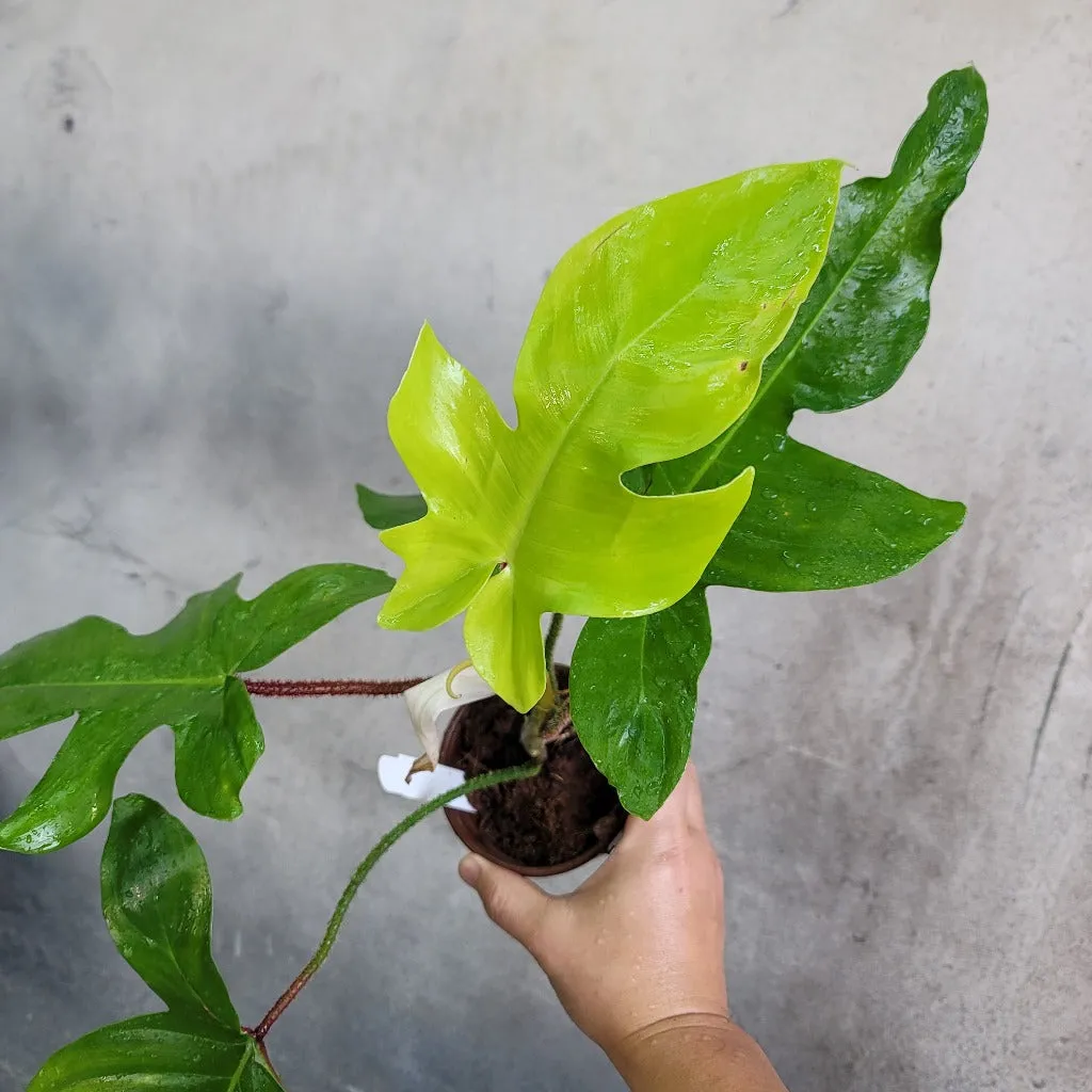 Philodendron squamiferum - 4"