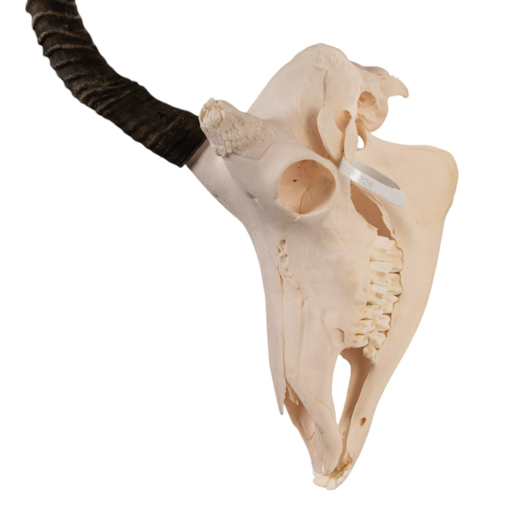Real Sable Antelope Skull
